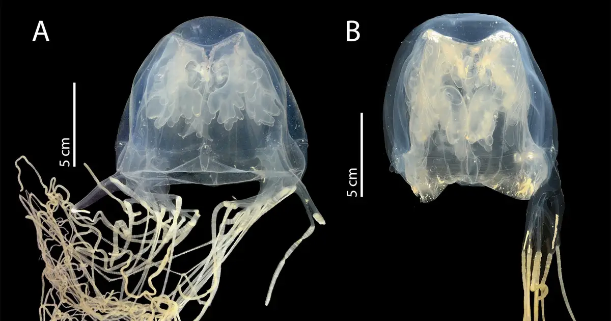 New species of venomous box jellyfish discovered in Singapore