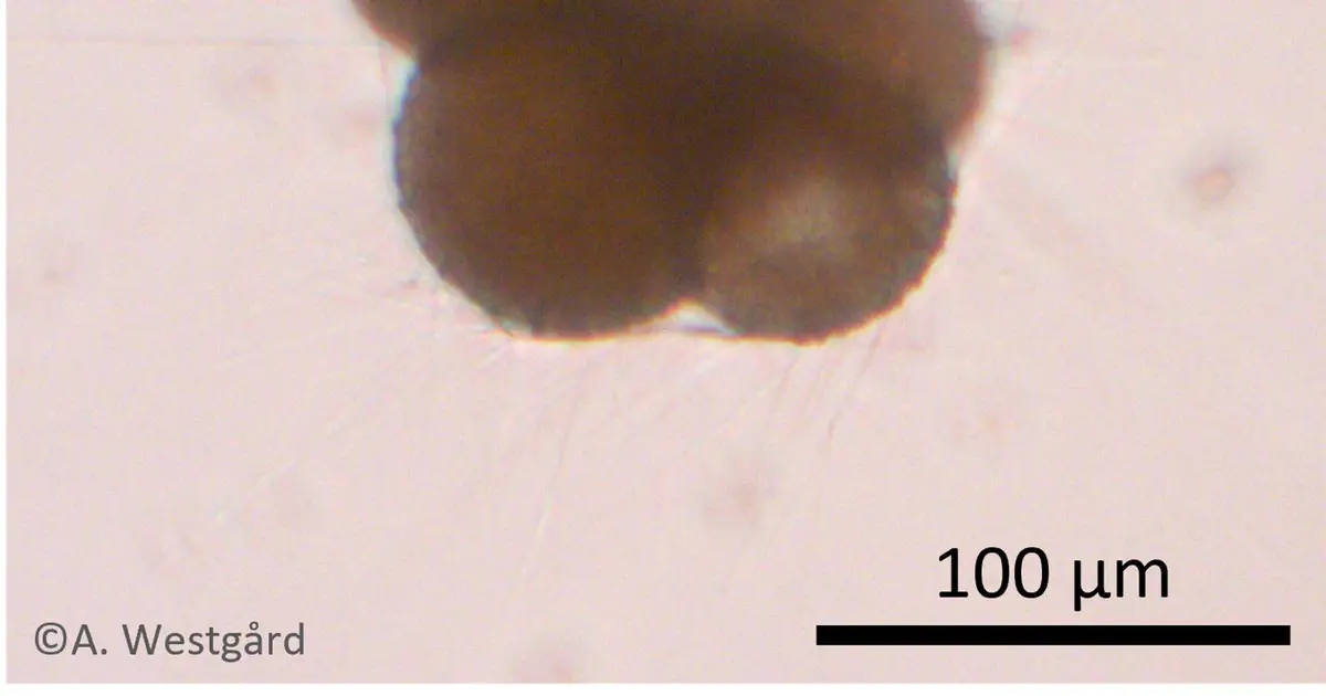 Tiny fossil shells hold two chemical signals that could skew past ocean temperatures