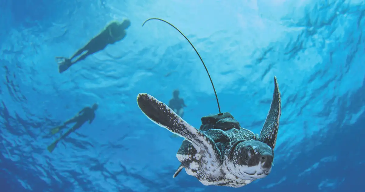 Miniature satellite tags reveal diving behavior of juvenile sea turtles