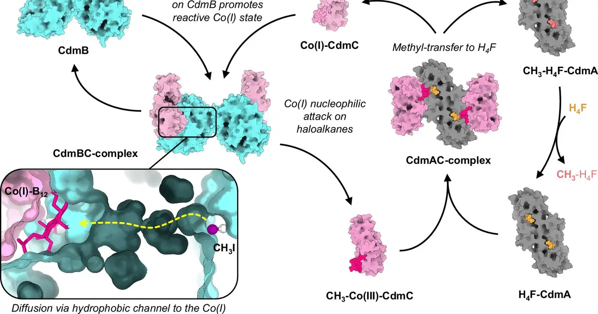 Previously unknown detoxification pathway for chloromethane revealed