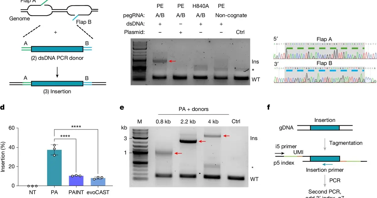 New genome editing method could swap entire genes and correct 1000 mutations at once