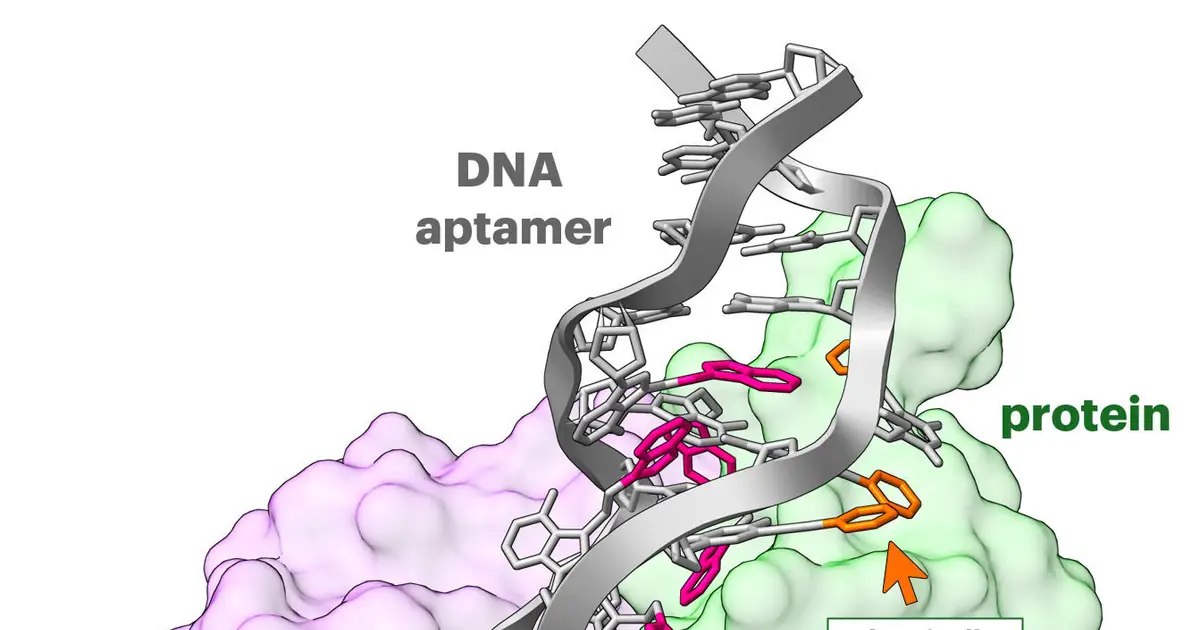 Faster aptamer screening finds synthetic alternatives to antibodies in days instead of months