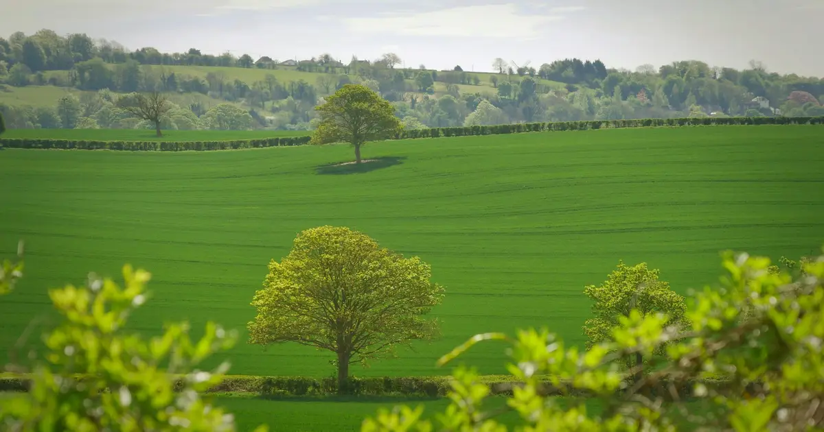 Planting trees in the wrong places is not a climate solution