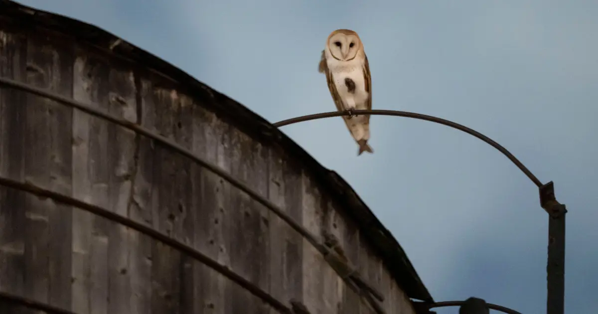 A rare family of barn owls moved into Manhattan's Upper West Side. New Yorkers are captivated