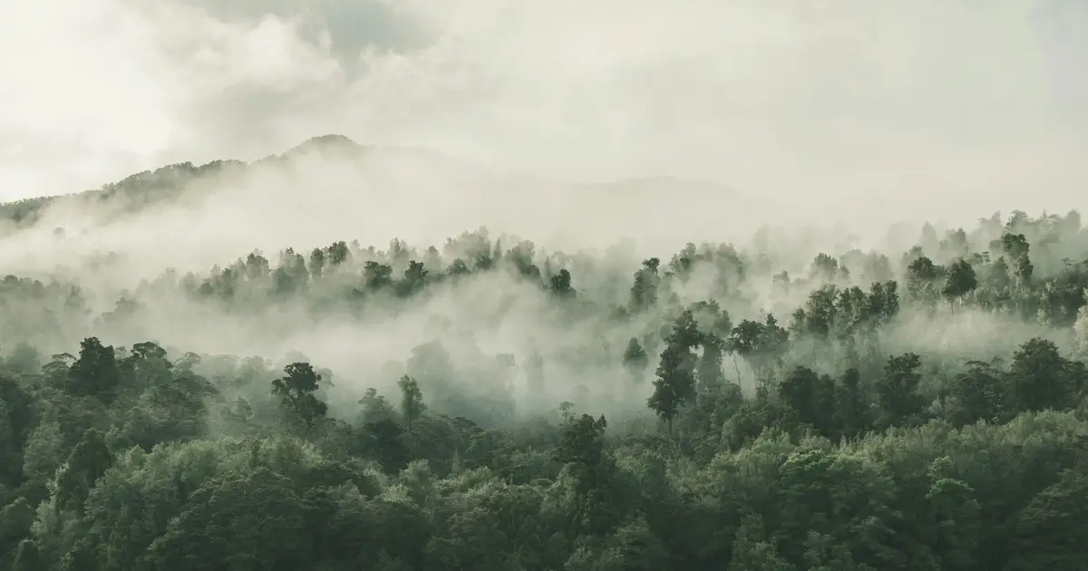 NZ's new forestry rules promise consistency: Will they also increase environmental risk?