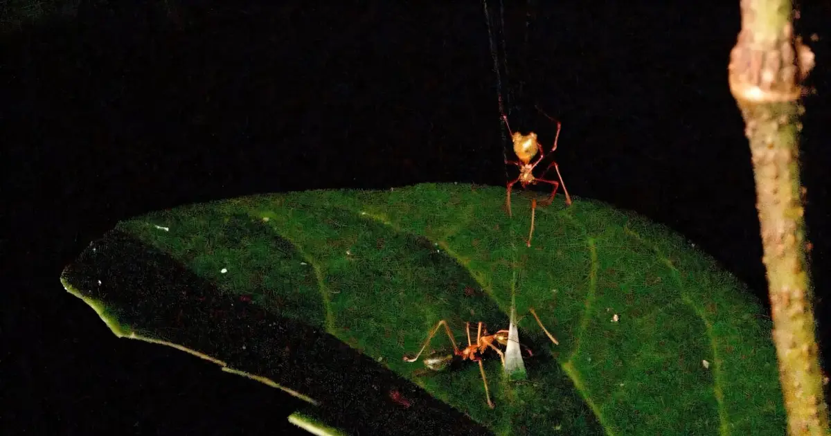 Newly described Australian ballista spider builds a spring-loaded snare to catch a single ant species