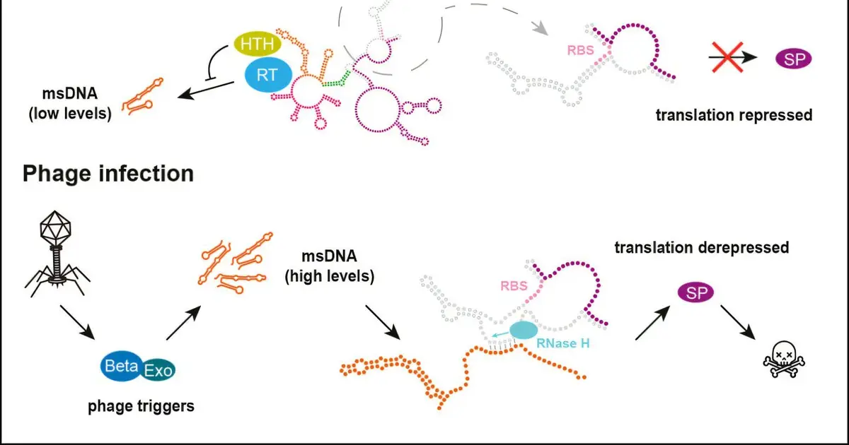 Newly discovered antiviral system in bacteria is 'strangest of its kind'