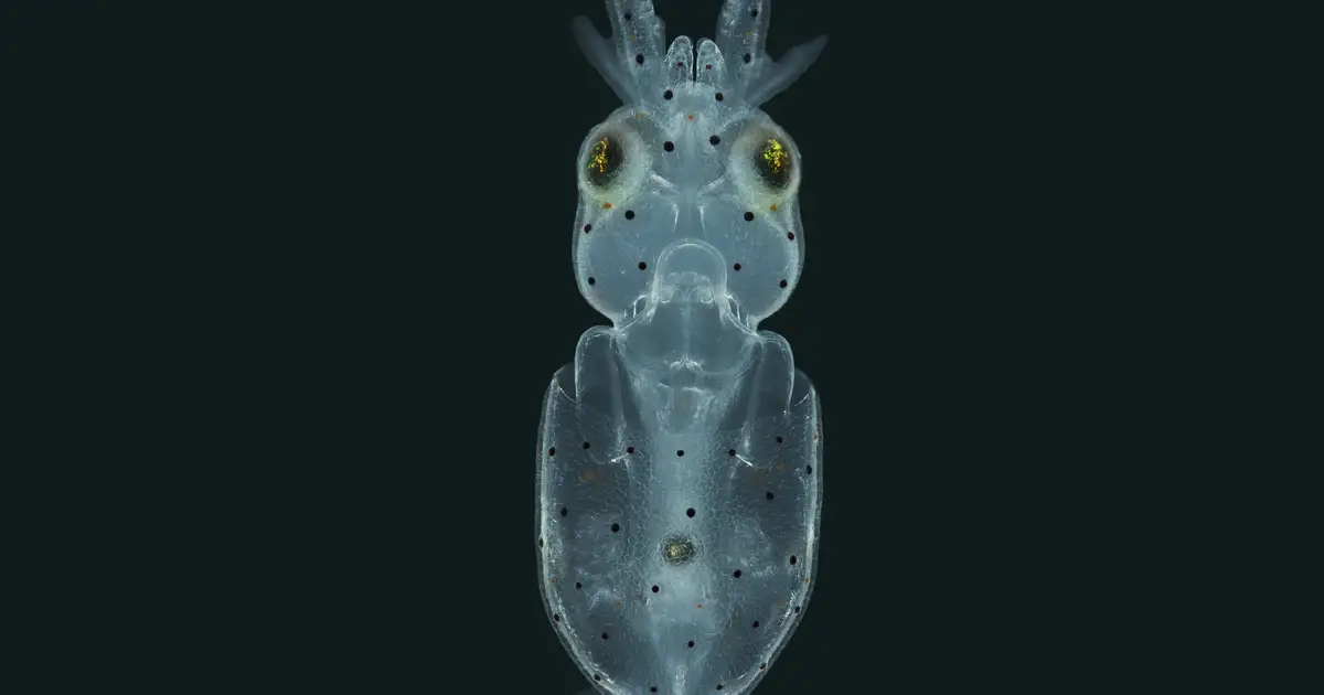 Newly discovered hair cells on squid may offer clues to understanding hearing loss in humans