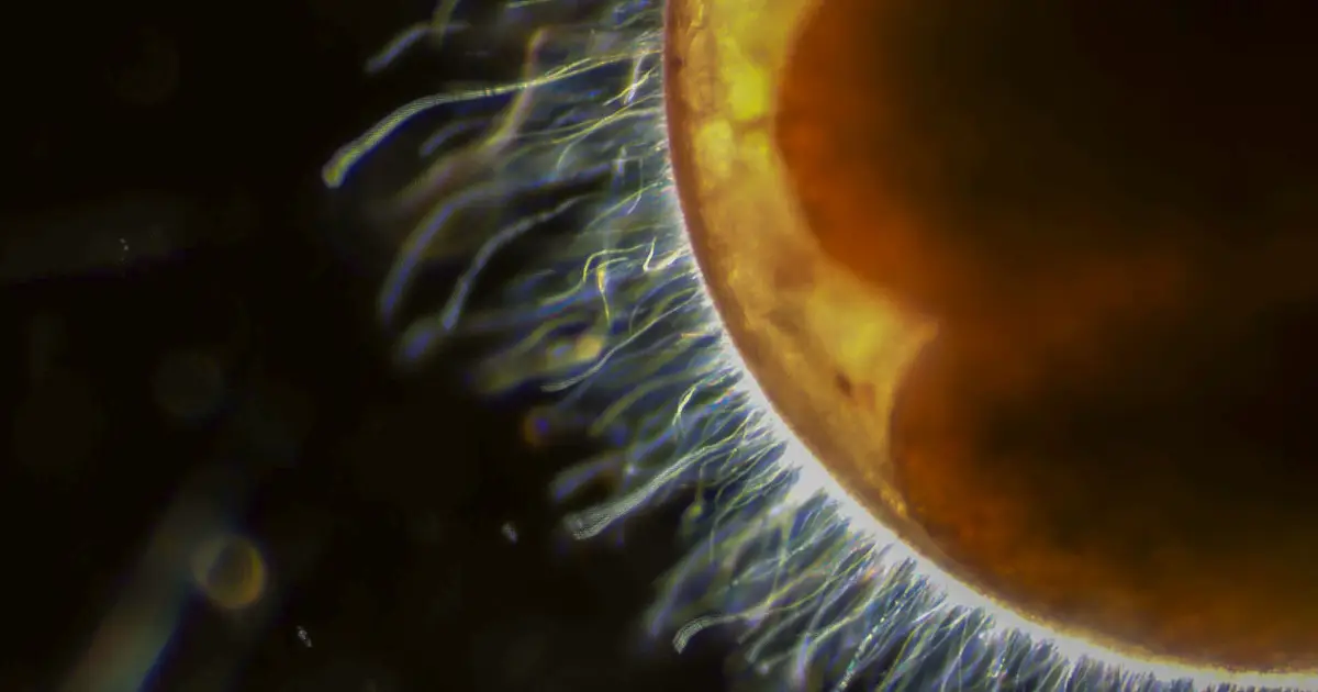 Lobster embryo microbiomes remain resilient in future ocean conditions, sequencing reveals