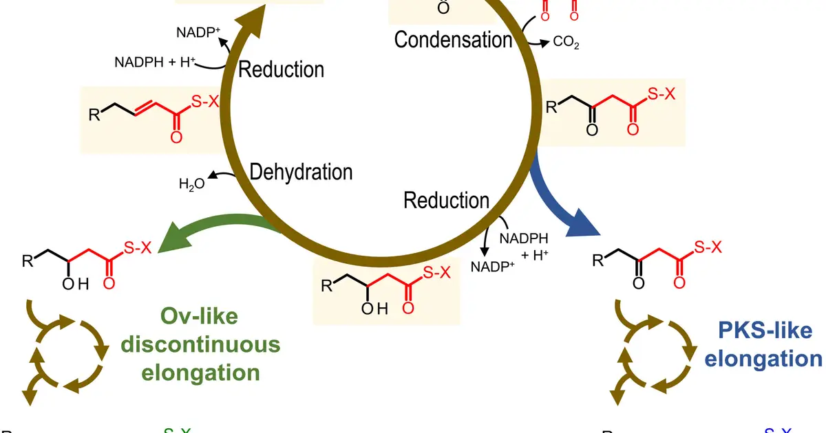 New biosynthetic pathway could expand production of high-value bio-based oils