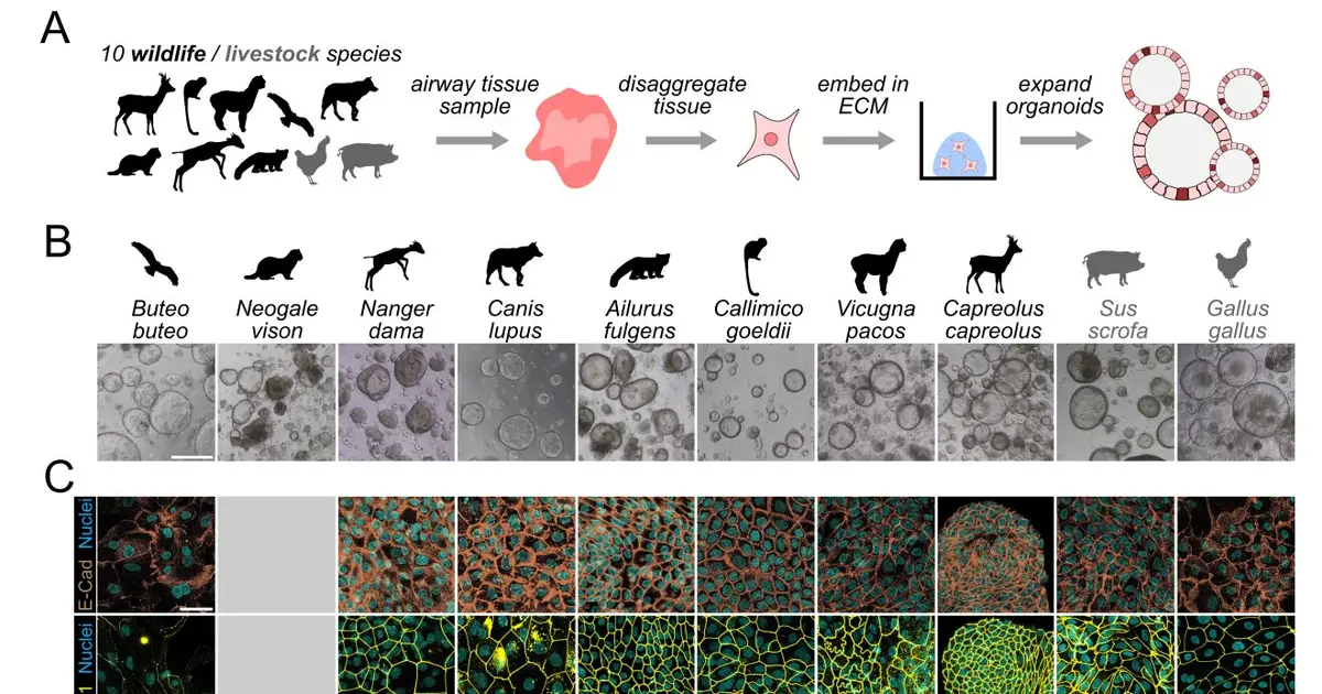 No live animal testing needed: Lab-grown airway organoids reveal viral infection in wildlife species