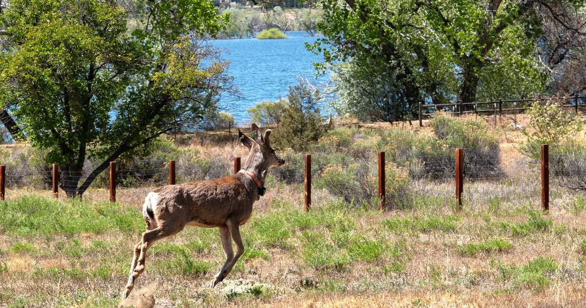New collar sensor could reveal how wildfire smoke affects animal health