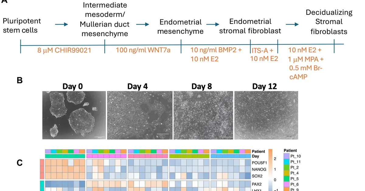 Novel stem cell platform improves study of endometriosis