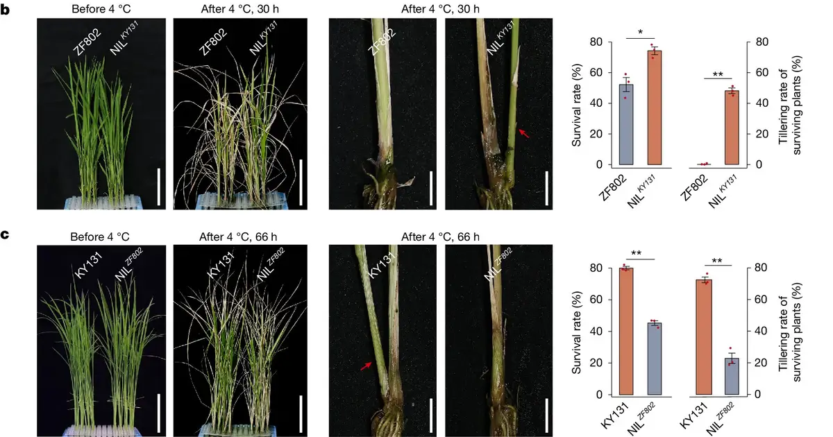 Rice gene switch helps plants rebound from cold and use nitrogen more efficiently