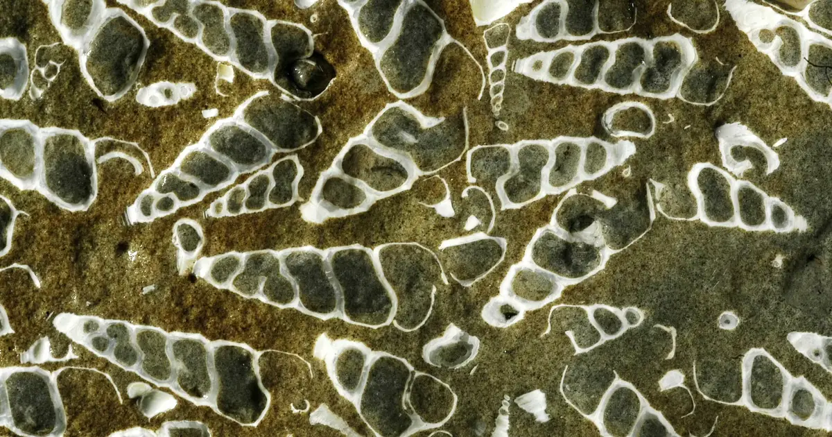Unique fossil record of marine mollusks helps scientists predict extinction risk—before it's too late