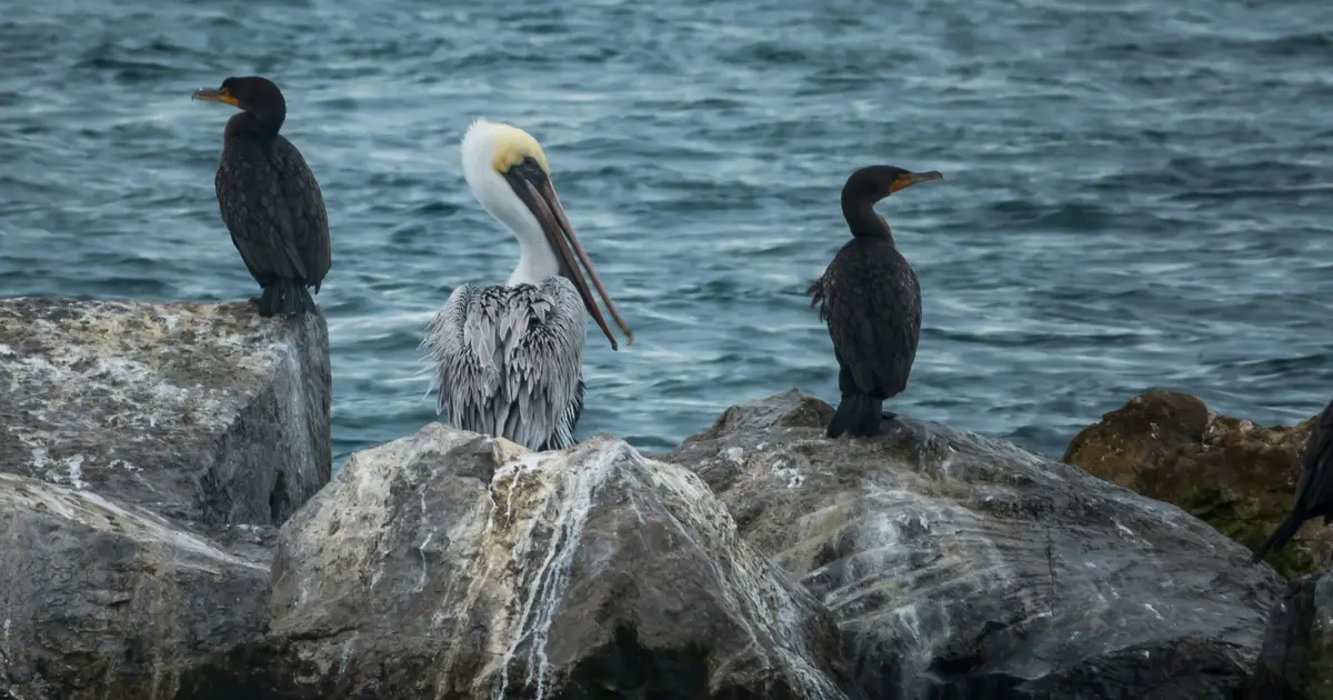 Midwest flamingos and 'hurricane toads': Wildlife's strange storm stories