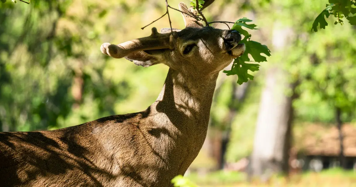 Oh deer: The threat munching its way through NZ's native forests