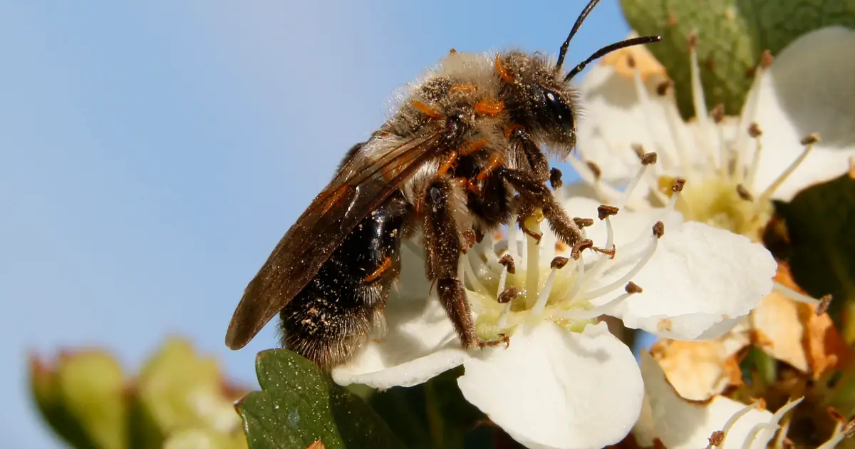 Oil beetle larvae smell like flowers to manipulate bees and sneak into their nests