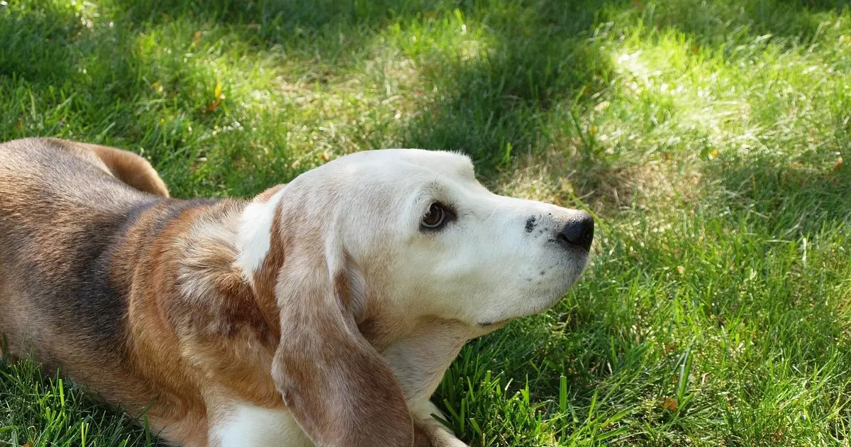 Shorter front-leg strides can be an early warning sign of dementia in senior dogs