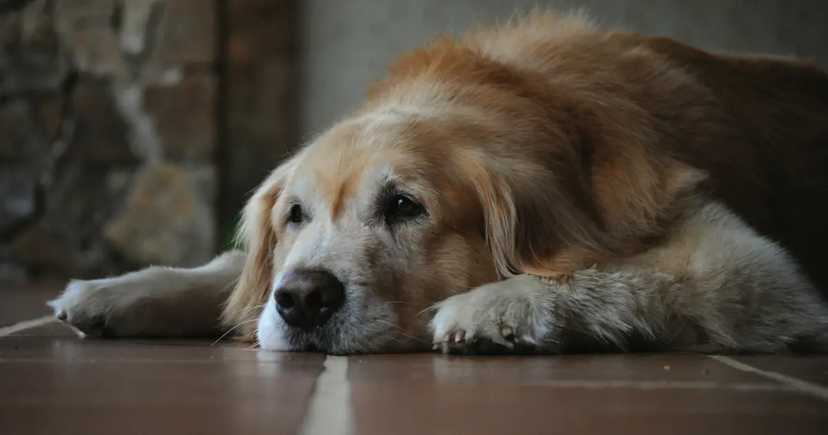 Why old dogs might be able to teach Alzheimer's researchers new tricks