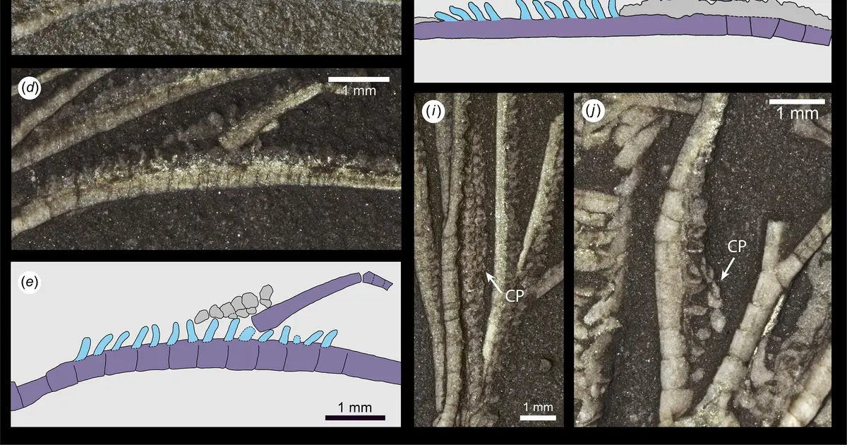 Oldest example of preserved tube feet reveals clues about the lives of 452-million-year-old sea lilies