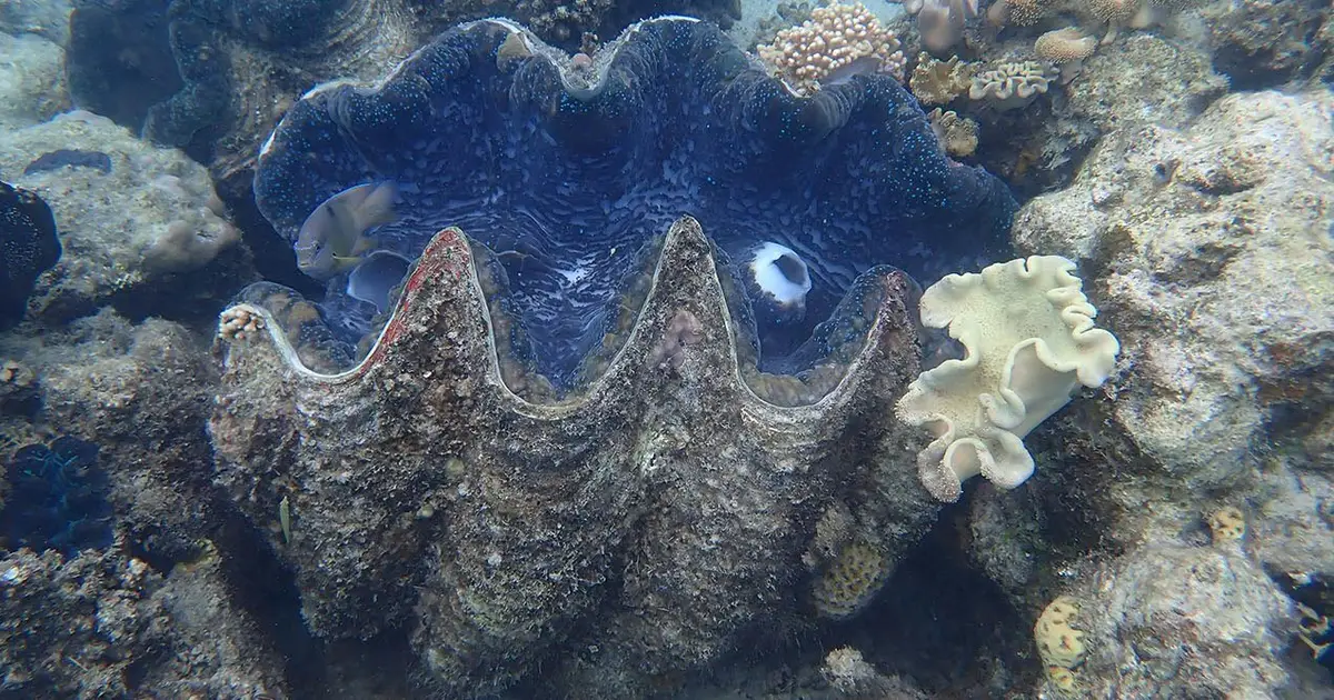 One giant clam contains a month‑by‑month diary of the Great Barrier Reef's climate 200 years ago