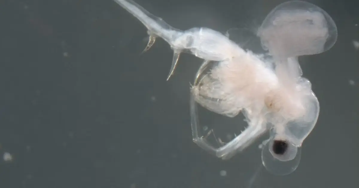 One of Canada's worst invasive species may have arrived naturally