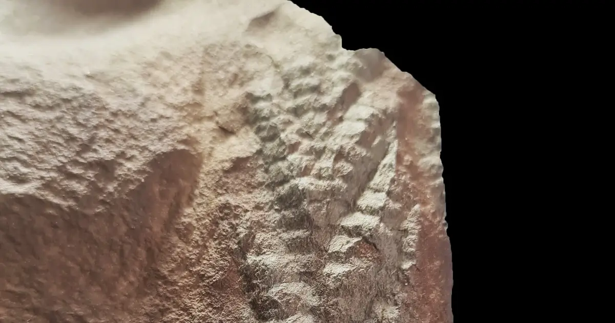 One of the oldest known 3D animal fossils found in Norwegian sheep field