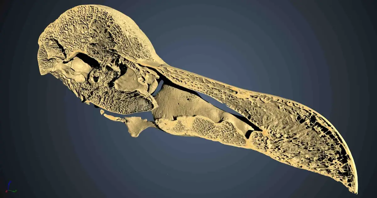 One of the world's only two complete dodo skulls reveals new clues about the extinct bird