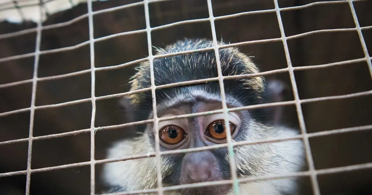 Wildlife trafficking spreads across social media, putting thousands of species at risk