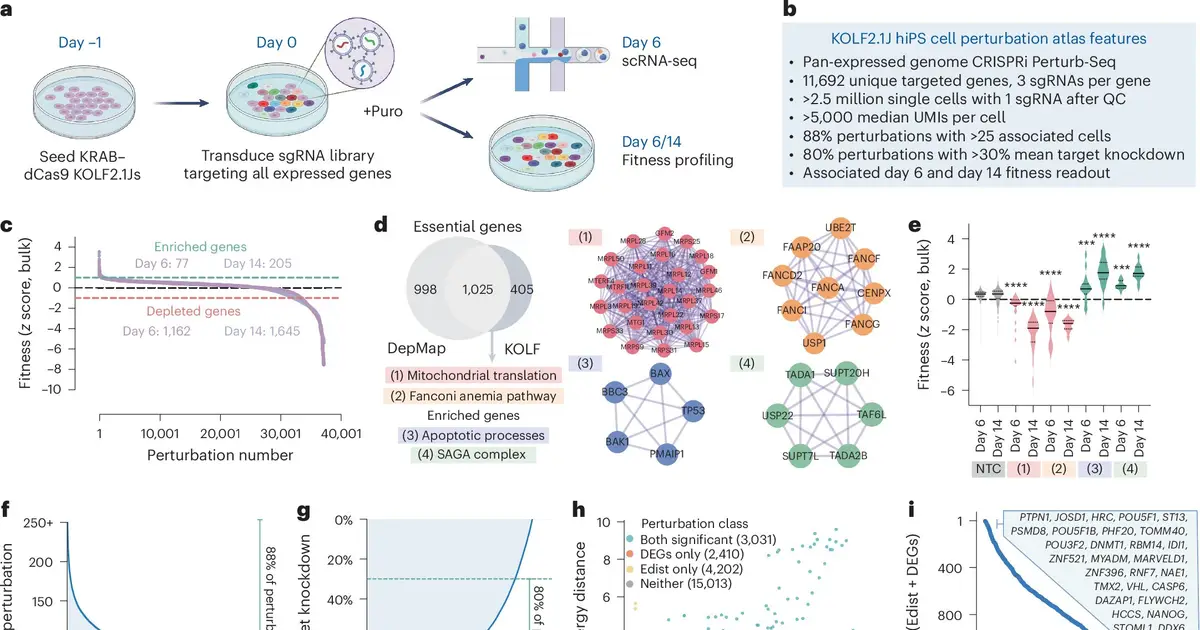2.5 million stem cells reveal first genome-scale guide to gene function
