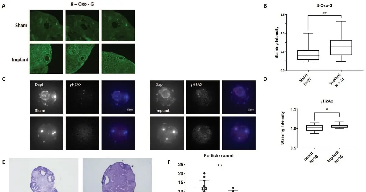 Oral inflammation may reach ovaries, speeding fertility decline, mouse study suggests