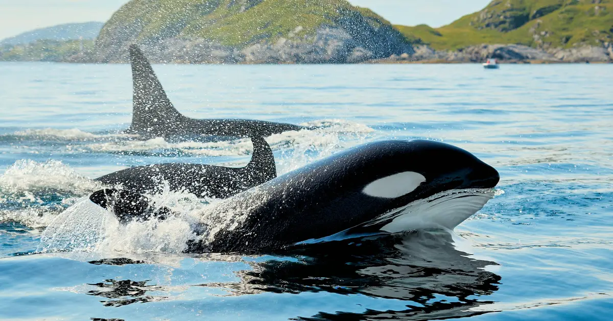Orcas filmed ramming one of the world's heaviest fish so hard it explodes, possibly for fun