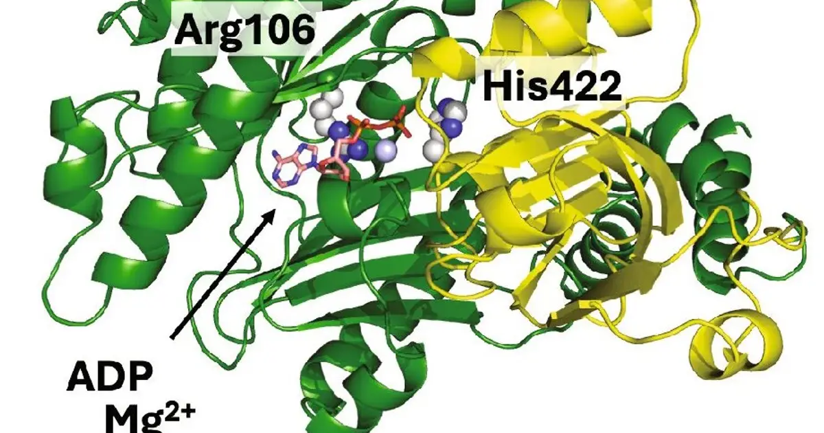 Ordinary enzyme that evolves into 'control switch' reveals tuberculosis weak spot