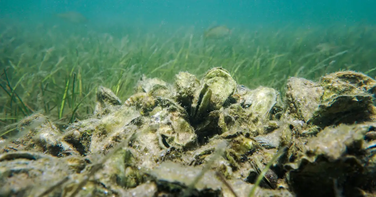 Strong oyster reefs start with genetic diversity