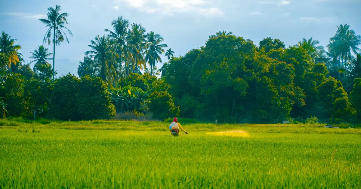 Pacific farmers are reviving traditional knowledge to tackle a changing climate