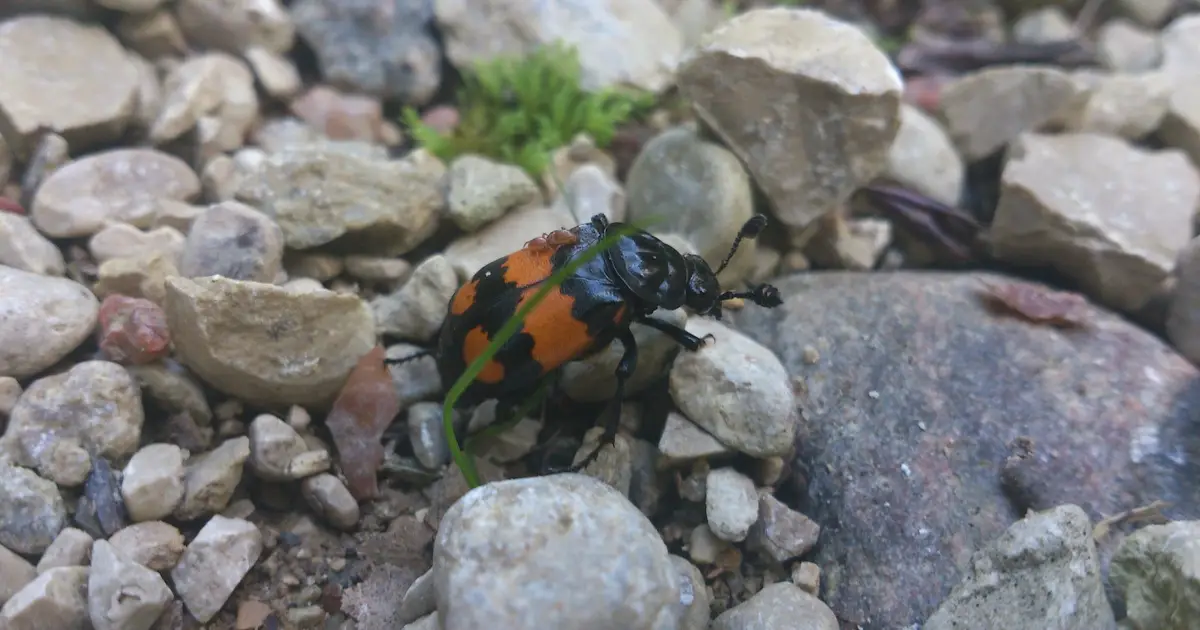 Parental care can influence evolution, beetle experiments show