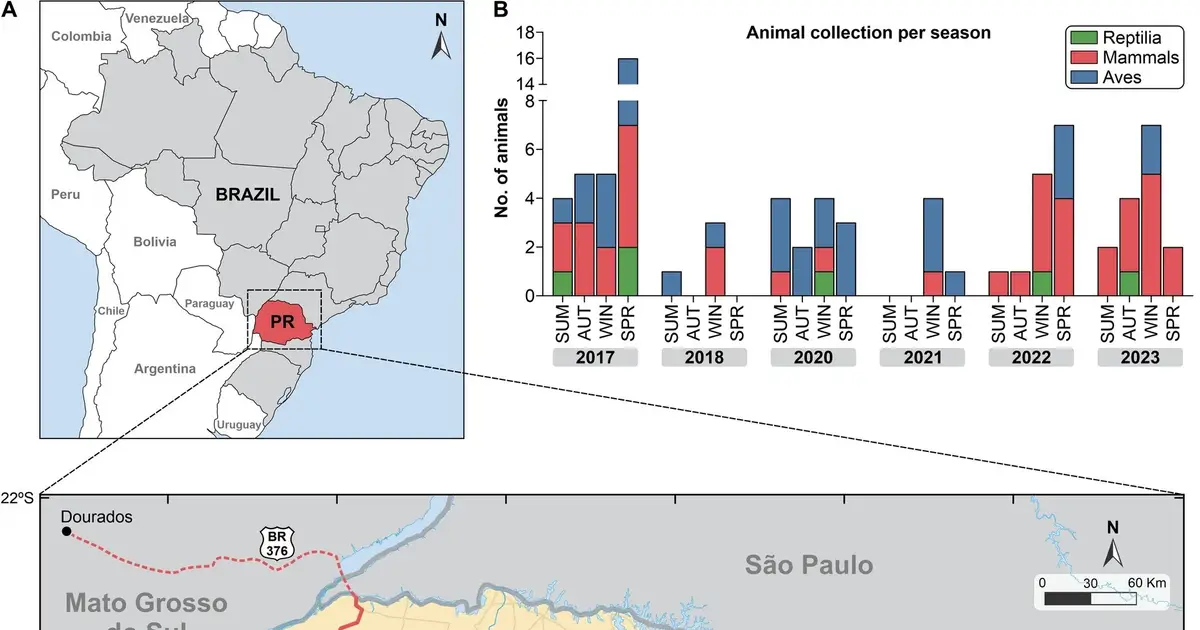 Pathogenic fungus transmitted by domestic cat scratches is present in wild animals