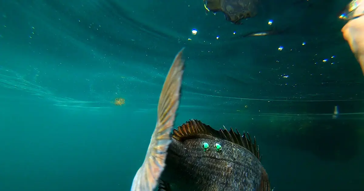 Patrolling males and waiting females—observing reproductive behavior of black sea bream in the wild