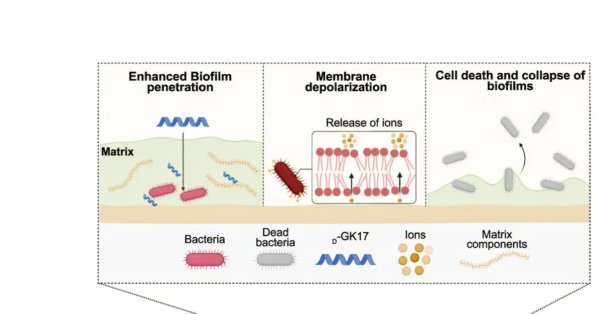 Peptide alternative to antibiotics could combat antimicrobial resistance crisis