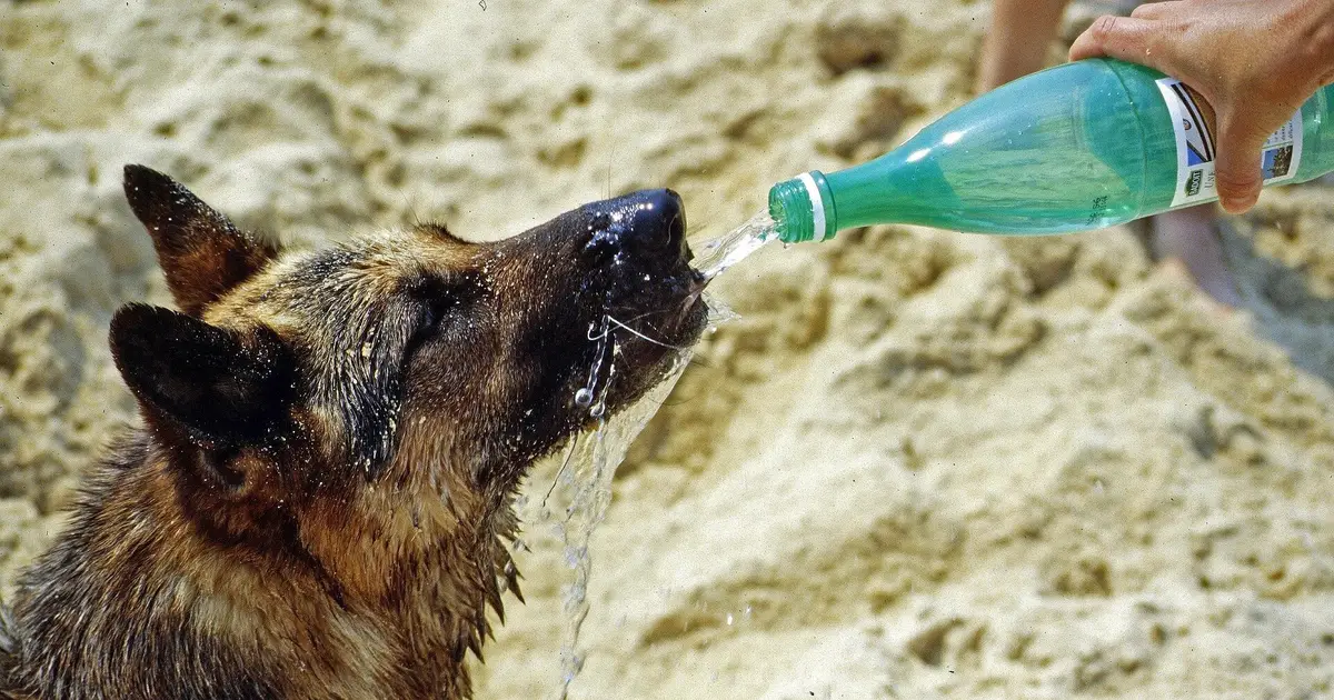 Water worries: The dangers of dehydration in pets