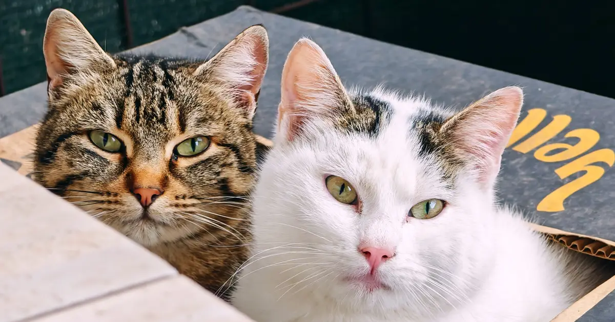 Study demonstrates the importance of emotional support from pets for vulnerable people