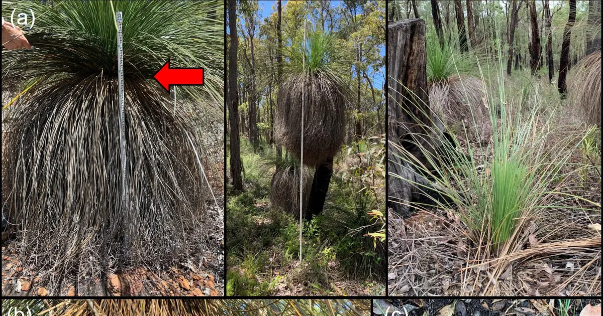 Phytophthora dieback linked to habitat loss and lower digging activity among quendas in Western Australia