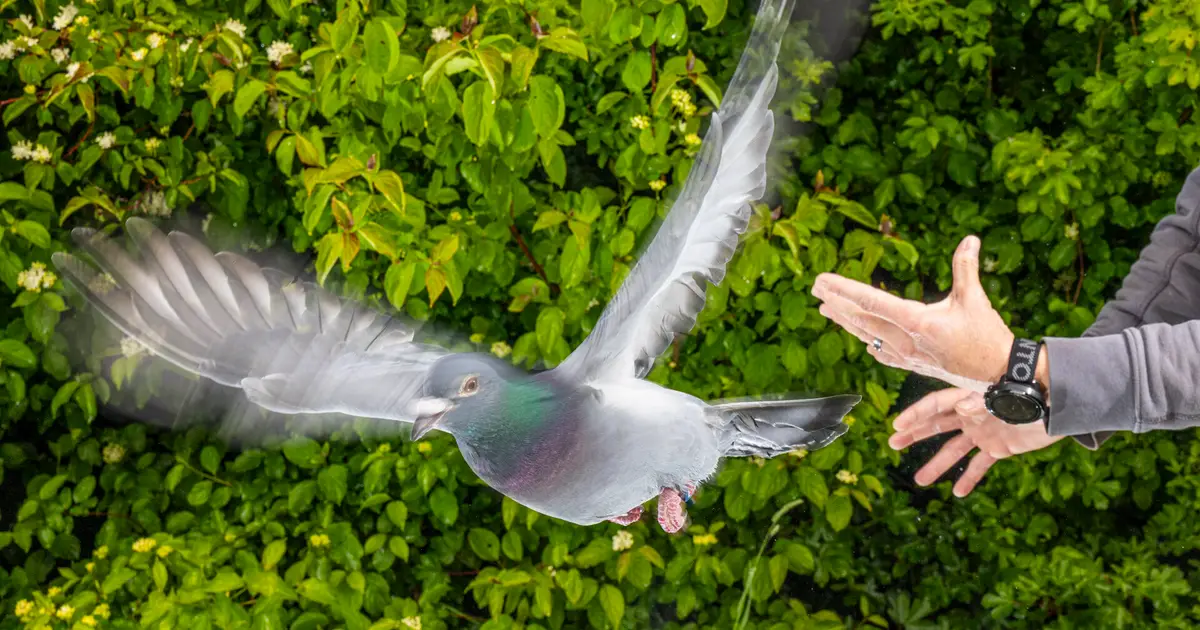 Pigeons navigate using magnetic sensors in their livers, say researchers