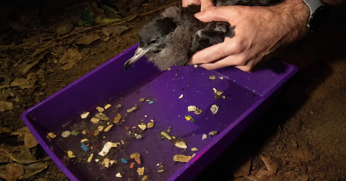 Fifteen years of data link plastic pollution to seabird population losses