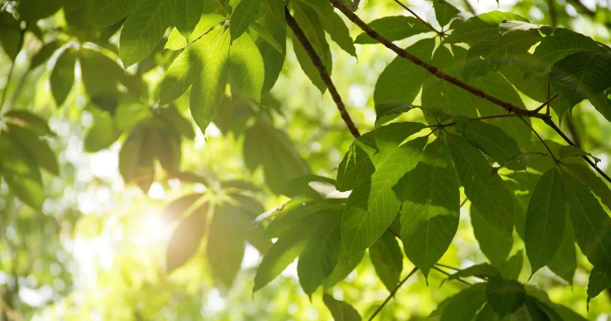 Chloroplast map reveals 'missing link' in plant growth and solar energy