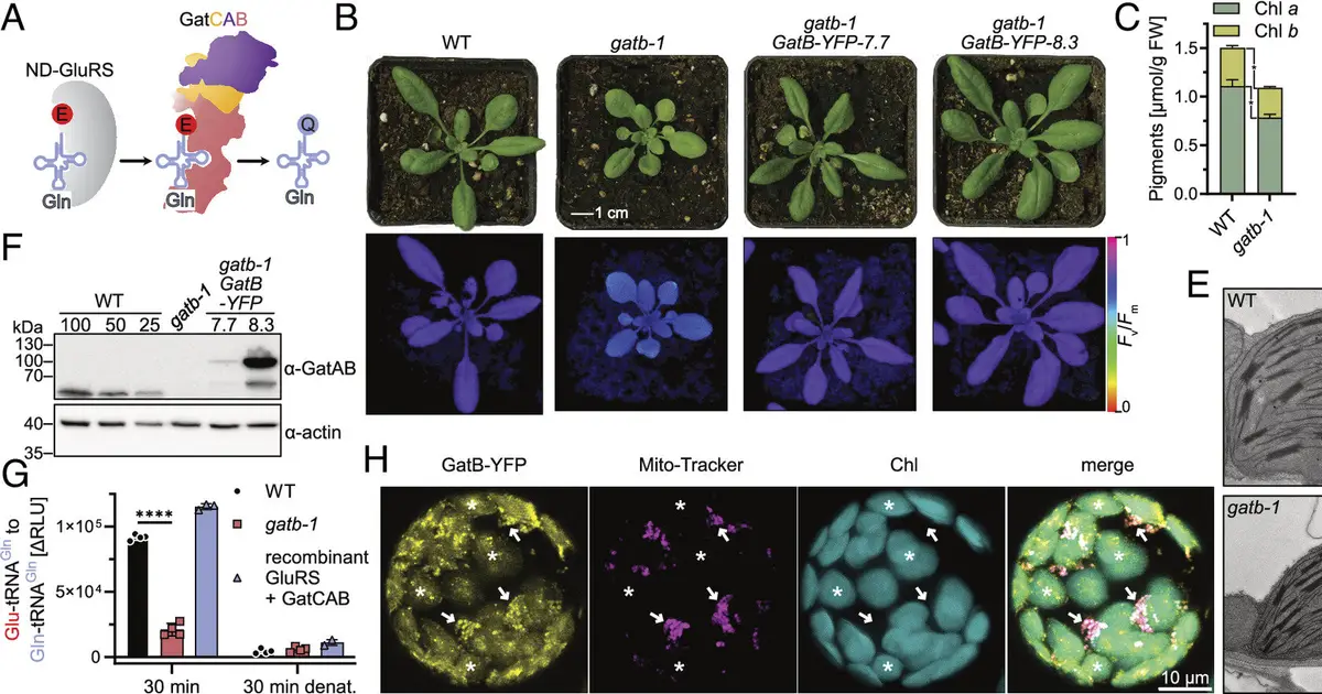 Plants exhibit remarkable tolerance to protein translation errors