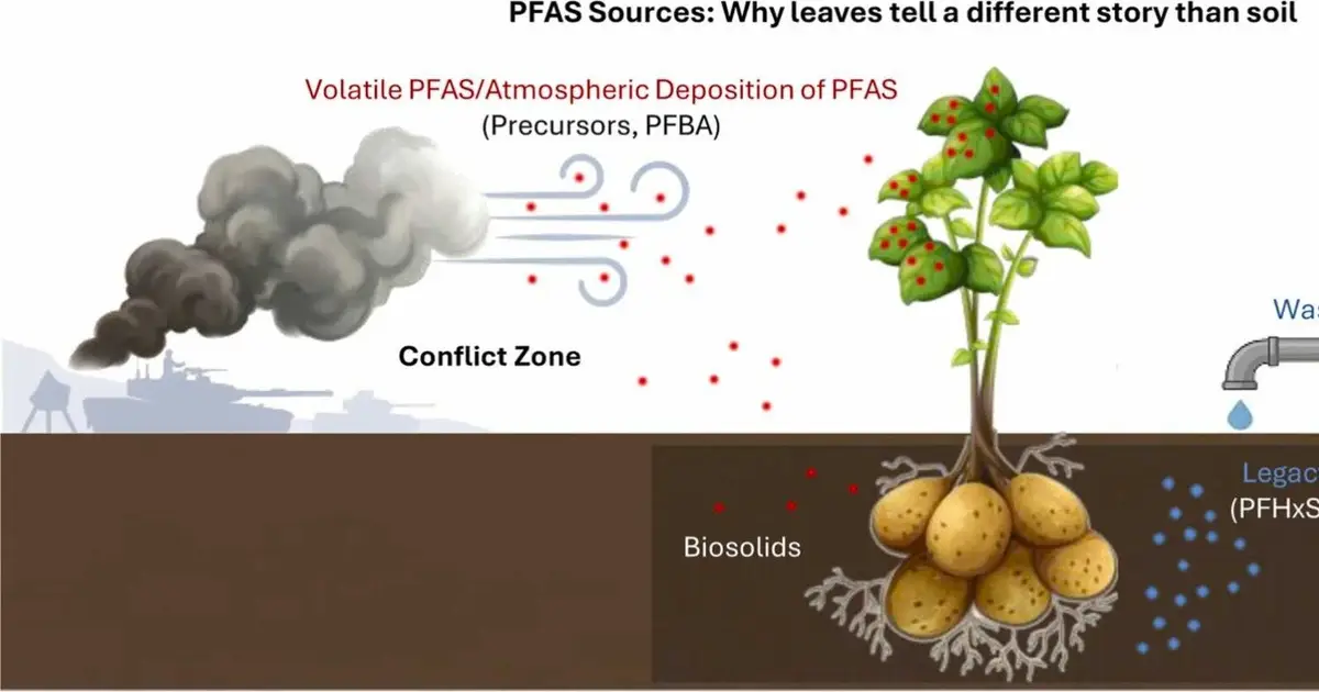 Plants reveal hidden PFAS pollution that soils can miss, study finds
