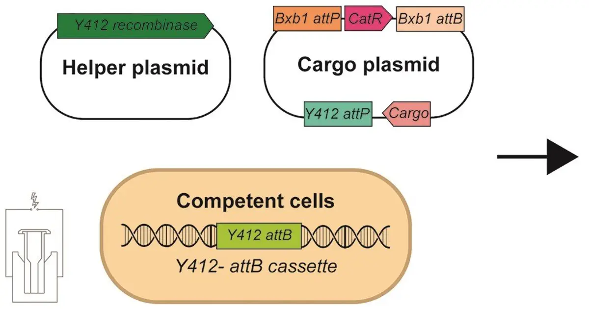 Platform fast-tracks microbial design for high-temp manufacturing