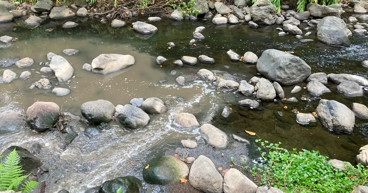 Fish in a polluted Mexican river may mate with the wrong species, leading to hybrid offspring